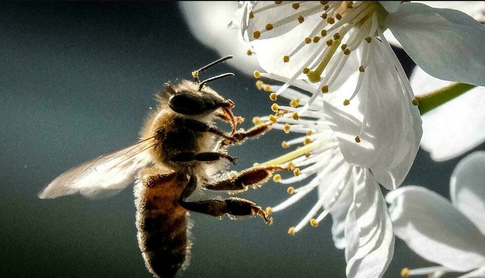 Bees' pleas Habitat loss, pesticides killing pollinators Muscat Daily