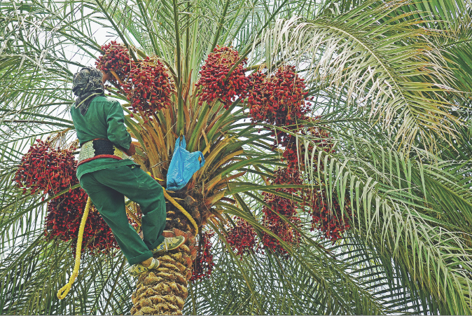 Omani dates branded ‘Zaad’ to be exported to Singapore