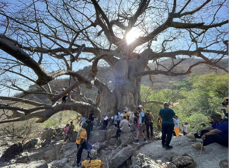 Awareness on rare baobab trees in Dhofar raised through hiking event