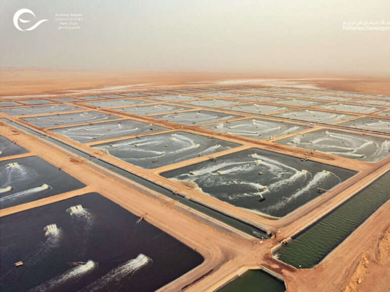 Qurun fish farm to produce 4,600t of shrimp by 2023 Muscat Daily
