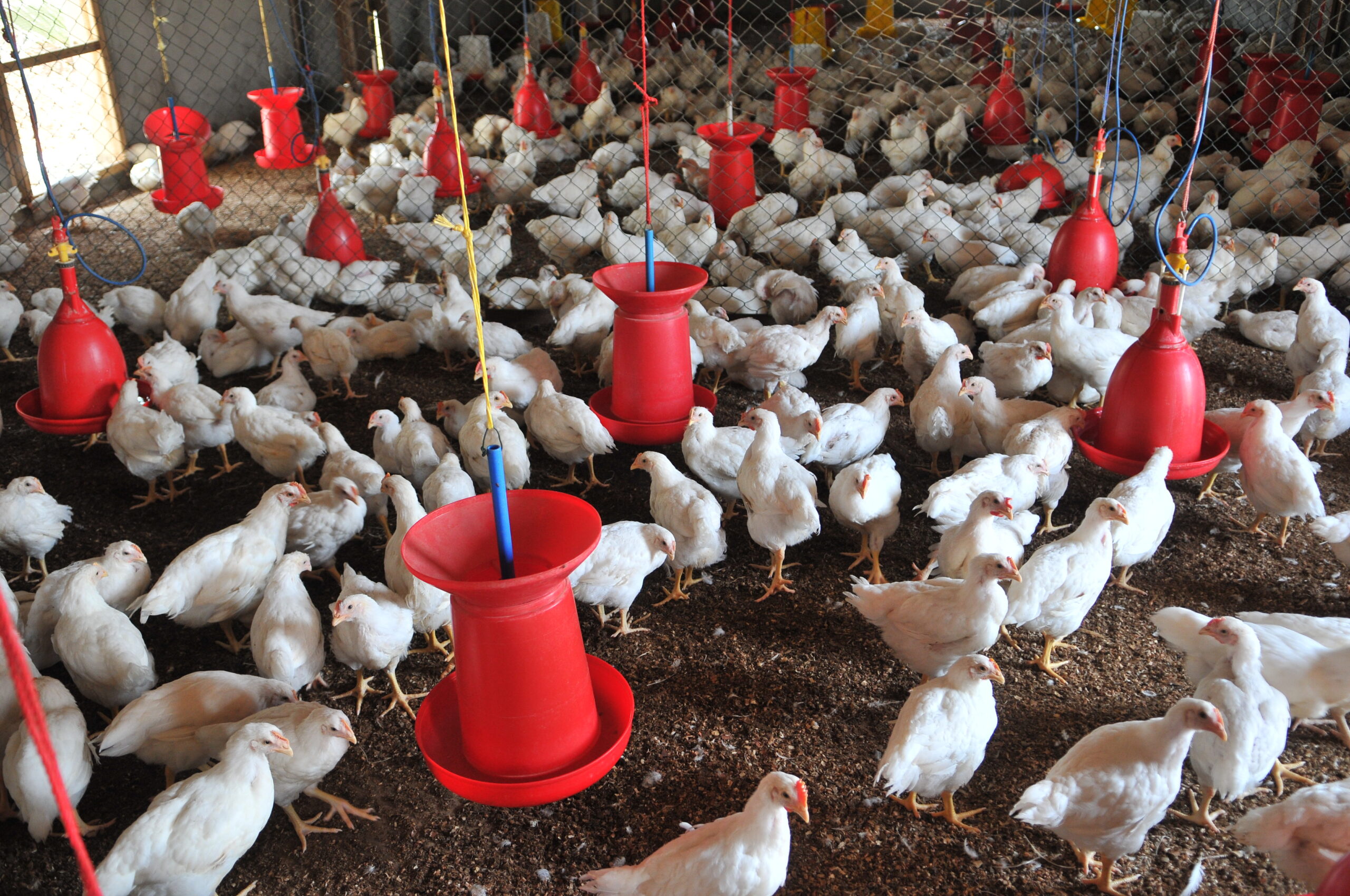 Oman govt approves animal feed subsidy to stabilise prices