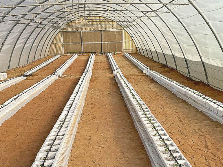 Buraimi agriculture