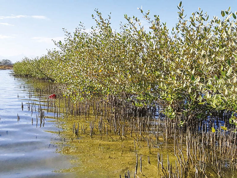 EA plants 2mn mangroves to bolster Oman’s coastal wetlands