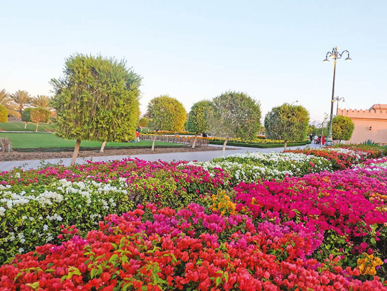 Muscat city Muscat Municipality opts for native trees for greening