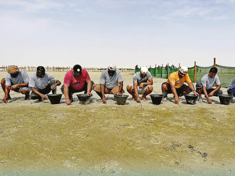 Oman's Environment Authority to plant 2mn mangrove seeds by August 14