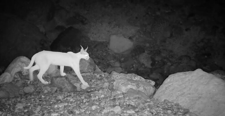 Arabian caracal spotted in Musandam for first time