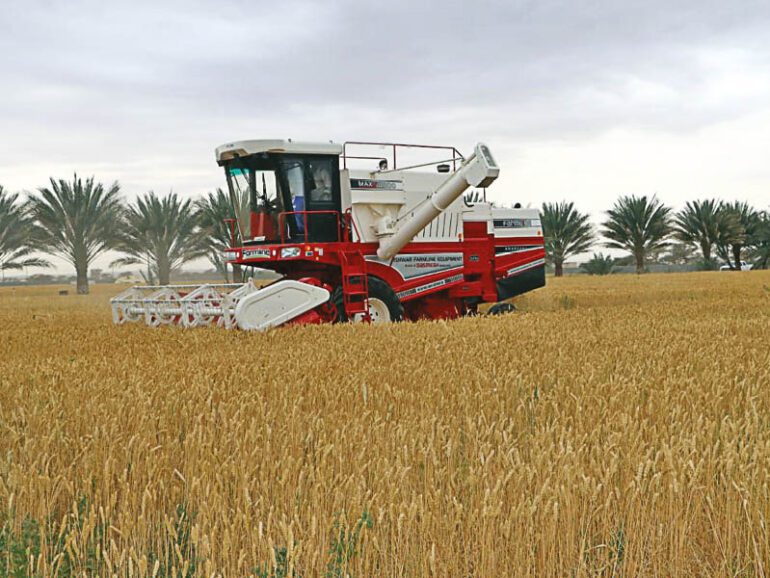 MAFWR pushes wheat production to fortify food security