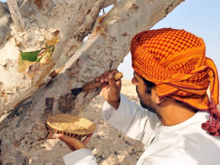 MoCIIP works to boost reputation, market of Omani frankincense