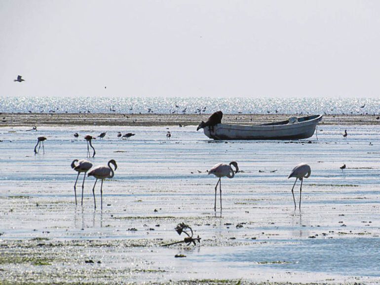 Oman's Al Wusta Wetlands Reserve: Haven for migratory birds designated Ramsar Site