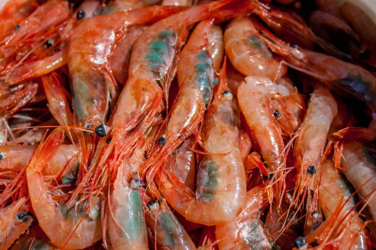 Nine-month seasonal ban on shrimp fishing and trading