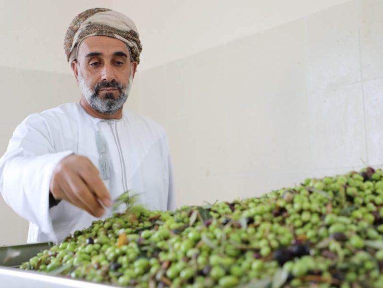 Oman’s Jabal Akhdar produces RO200,000 olive oil