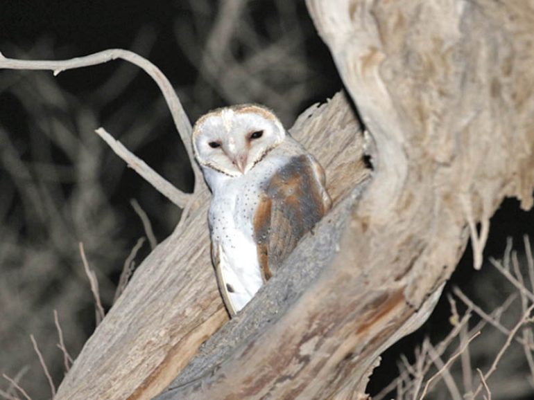 Oman documents five endangered owl species in Buraimi