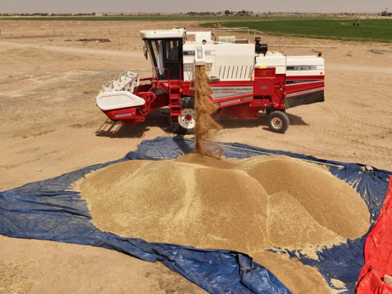 Wheat production surges 229% with advanced irrigation Wheat production surges 229% with advanced irrigation