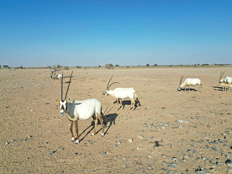 Arabian Oryx Reserve