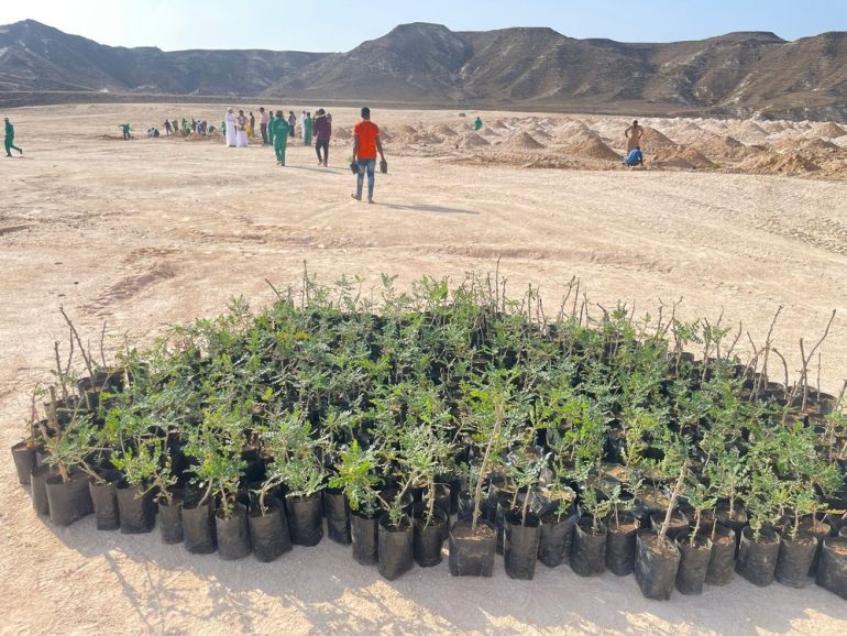 EA launches drive to plant 500 frankincense trees in Dhofar