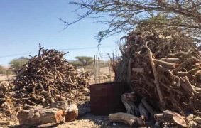 Oman bans export of firewood, charcoal
