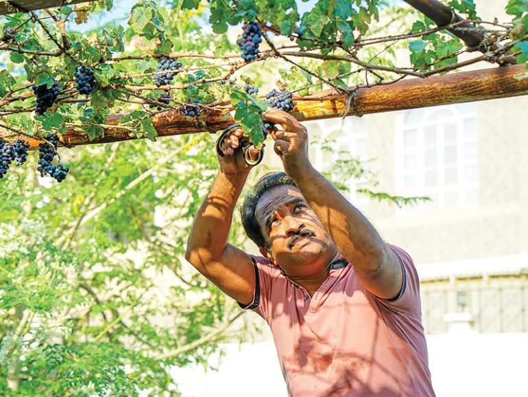 Community-driven initiative promotes organic farming in backyards in Oman