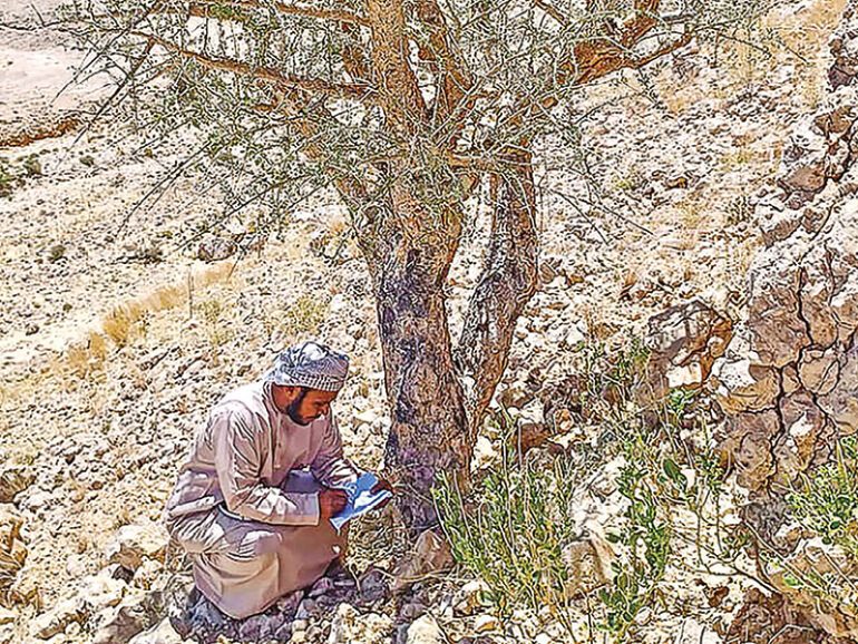 In a first, Environment Authority cultivates wild myrrh seeds in Dhofar
