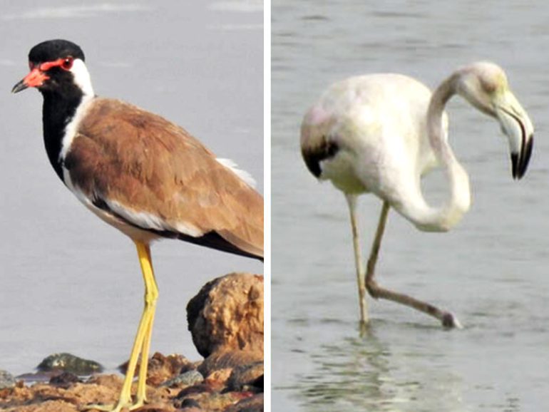 EA invites photography enthusiasts to help in conservation of avian life