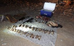 Four poachers imprisoned, fined for hunting wild animals