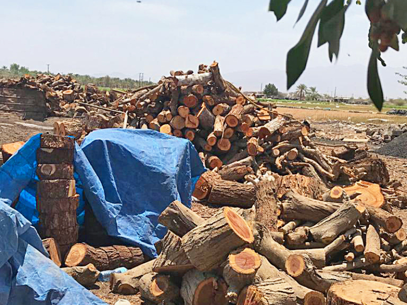 EA enforces ban on firewood and charcoal trade - Vimarsana News