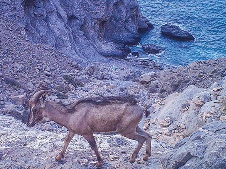 Rare discovery: Arabian tahr sighted drinking seawater