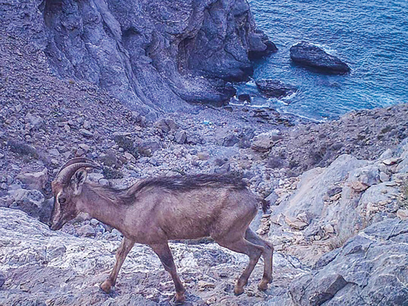 Arabian tahr sighted drinking seawater - Vimarsana News