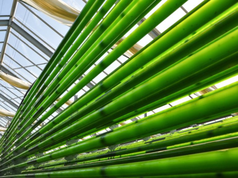 Oman forays into microalgae farming to produce biofuel