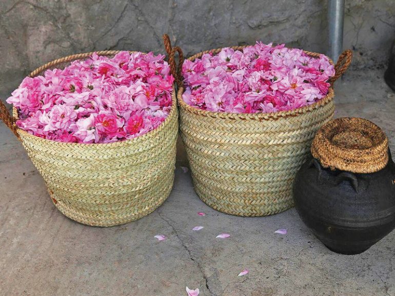 Jabal Akhdar rose production grows to 20t in 2024 season