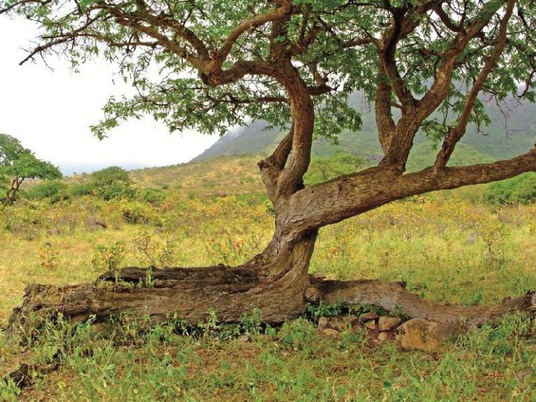 Oman plants over 16mn wild seeds for national initiative