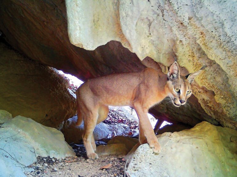 Omani study uncovers new predatory habits of Arabian caracal