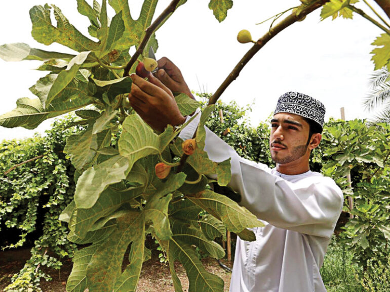 Agricultural growth in North Sharqiyah boosts food security