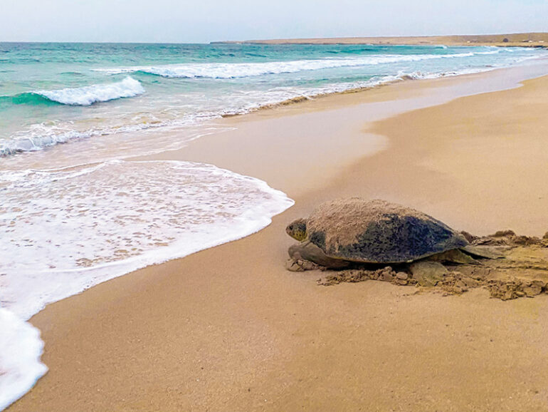 Extreme heat, humidity affected turtle hatchings on Oman’s coast