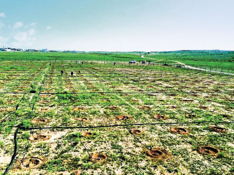 Dhofar’s Green Belt project to capture 60t of carbon dioxide annually