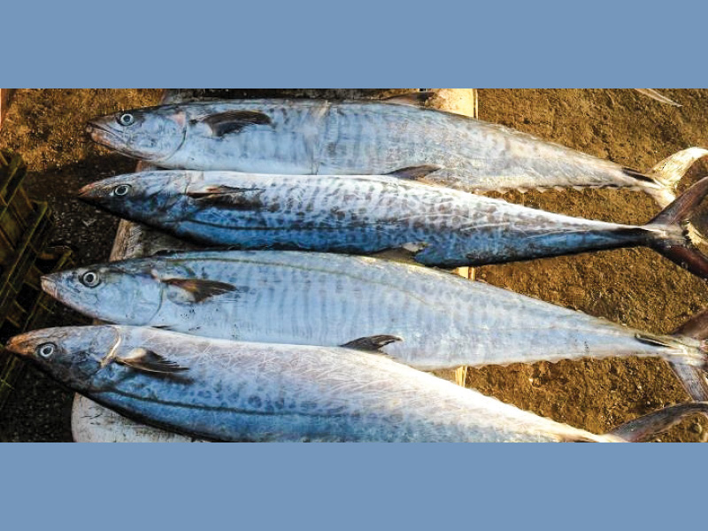 MAFWR bans kingfish catching