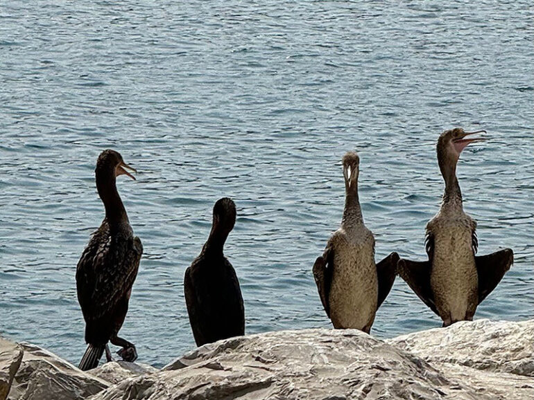 Oman vital sanctuary for Socotra cormorant