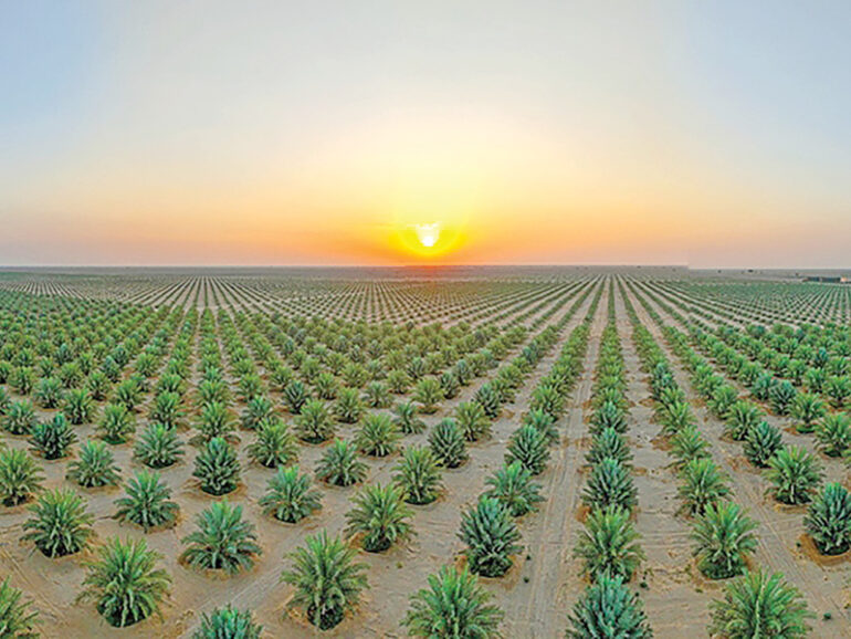 Ibri date farm becomes largest certified organic farm in Oman