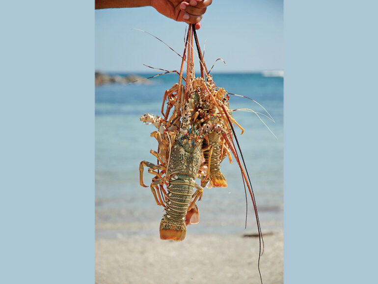 Lobster fishing season begins Oct 1, reduced to 2 months