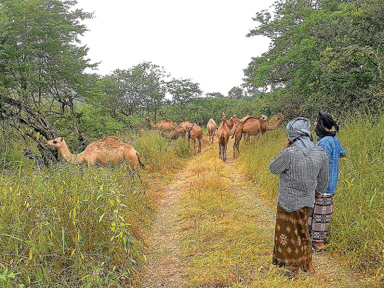 Dhofar blooms as ‘sarb’ season brings new charm