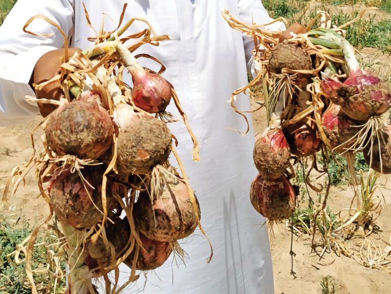 New farming project to reduce reliance on imported onions