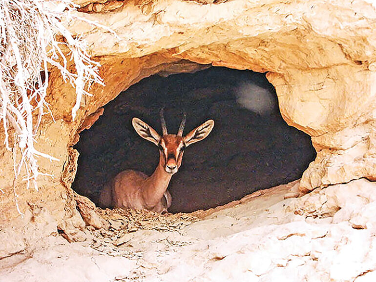 EA warns against tampering with camera traps