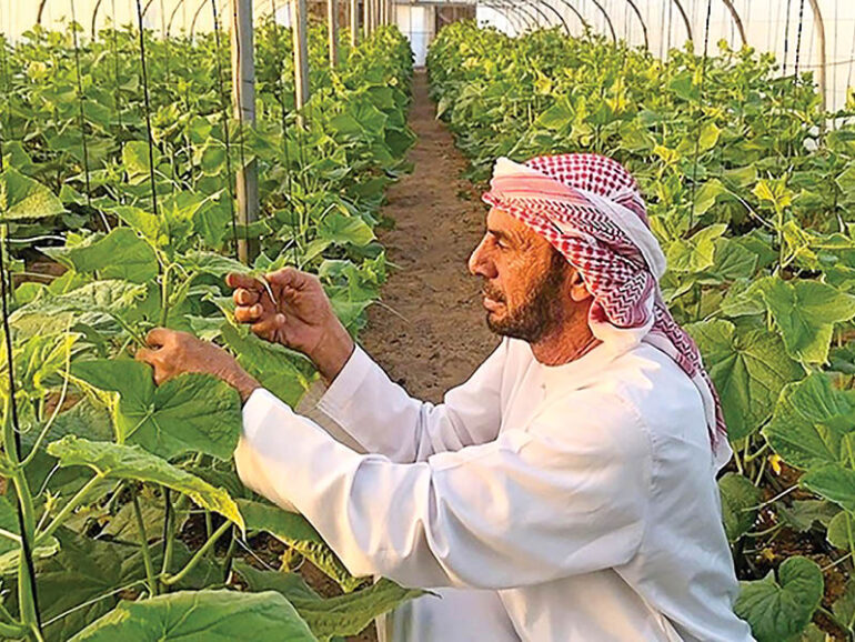 Six agri investment opportunities announced in Buraimi
