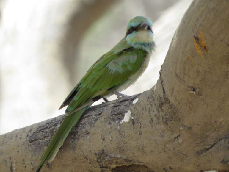 Oman strides towards sustainable ecotourism