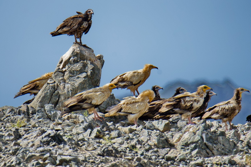 winged envoys of oman - Egyptian vulture