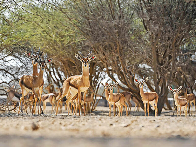 EA to release Reem gazelle in the wild
