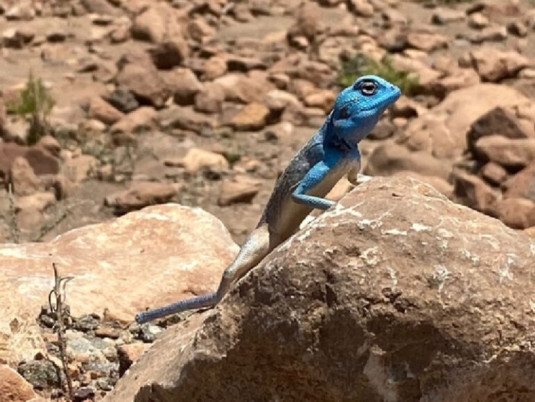 Survey documents diversity of reptiles in North Sharqiyah