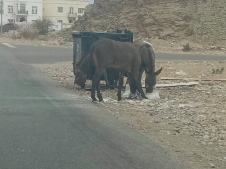 Urgent solution sought for stray donkeys in Amerat