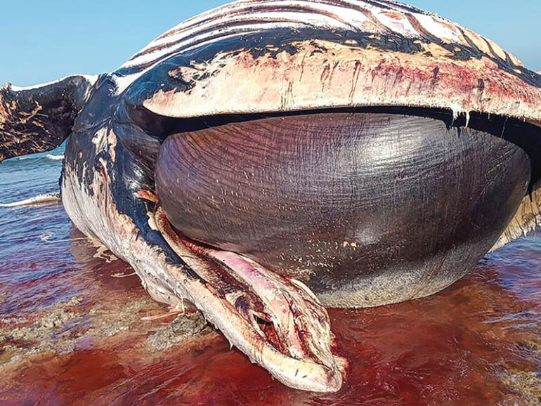 EA probes death of Arabian Sea humpback whale