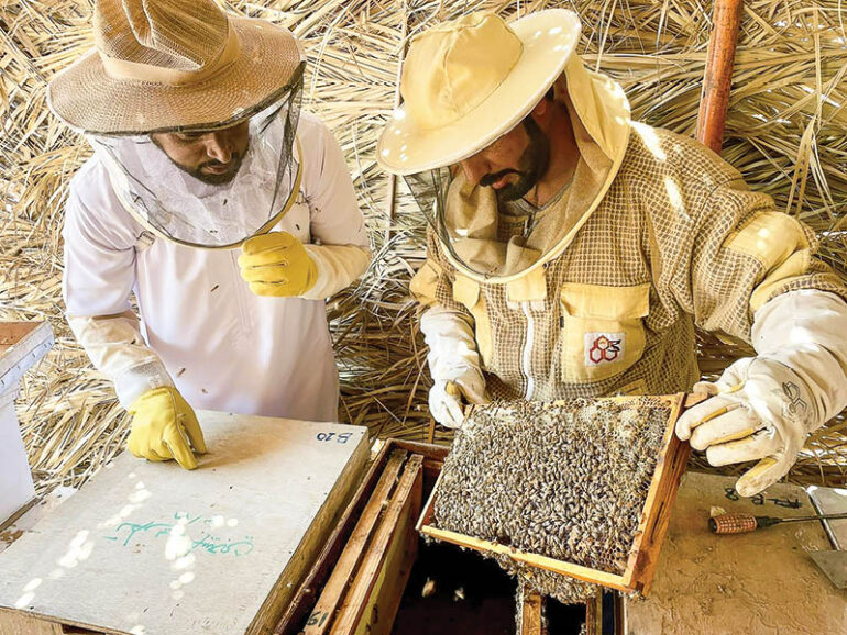 Bee museum in Barka 60% complete