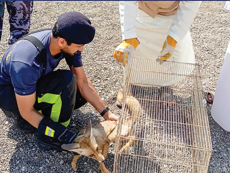 EA rescues red fox from citizen’s house in Suwaiq